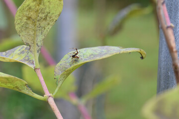 Spider on a leaf