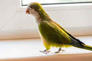 A green house parrot of the Kalita breed walks on a white window sill.