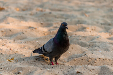 Full-length urban rock dove on a sandy beach on a summer day.