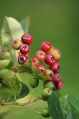 Folk medicine, black chokeberries ripen 