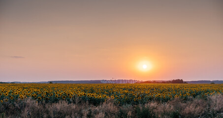 Golden sunflower against orange sunset sky with setting sun, summer agricultural background