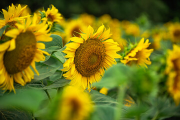 field of sunflowers