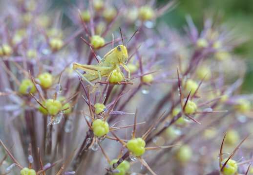 Translucent Light Green Grasshopper on Purple Allium Flowers