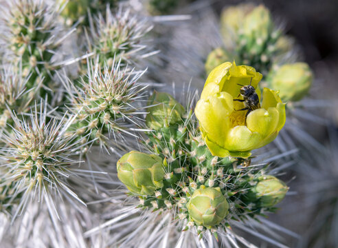 Bee Sticking out of Yellow Cholla Cactus Flower