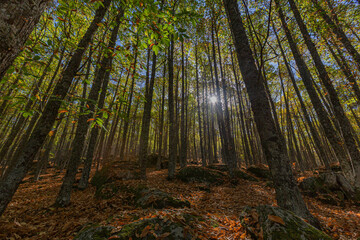 Fototapeta premium Contrapicado, Otoño en el viejo bosque de Castaños del pueblo del Tiemblo en la provincia de Ávila, España