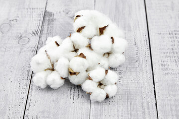 White cotton flowers on grey wooden background. Soft cotton plant