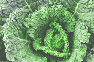 green head of cabbage with large textured leaves and dew drops close-up