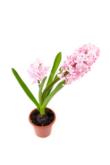 Pink Hyacinth flower in pot isolated white. Potted plant