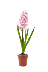 Naklejka na ściany i meble Pink Hyacinth flower in pot isolated white. Potted plant