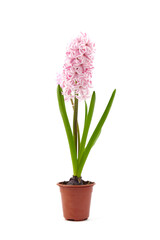 Pink Hyacinth flower in pot isolated white. Potted plant