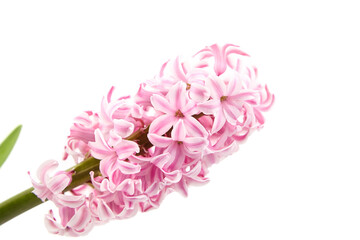 Pink Hyacinth flower isolated white background