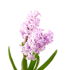 Pink Hyacinth flower isolated white background