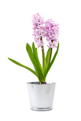 Naklejka na ściany i meble Purple Hyacinth flower in tin pot isolated white background