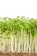 Fresh microgreens isolated on white background. Young arugula shoots, closeup