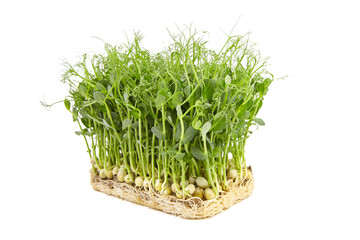 Fresh microgreens isolated on white