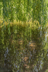 Weide mit Spiegelung im Wasser