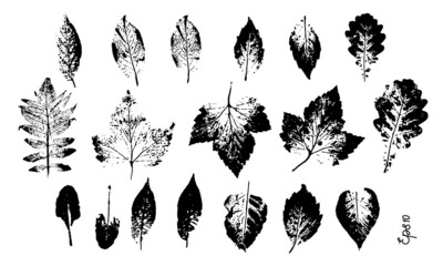Set vector Leaf plants print. Different black leaves stamp. Hand drawn mark floral elements.