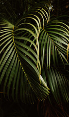 Palm Tree Leaves - Green and Black Contrast Art