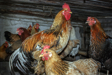 Rooster and chickens, side view. Birds sit under the roof of the barn. Multi-colored chickens in the barn, close-up.