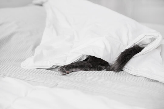 The gray cat hid and sleeps under the blanket, only paws and tail are visible.