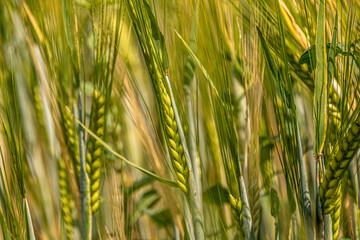 Fototapeta premium grain crops are growing