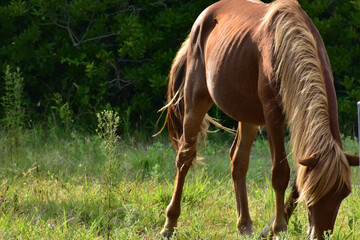 Obraz na płótnie Canvas horse eating grass in the field