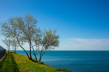 Fototapeta na wymiar Landscape of beautiful trees and sea