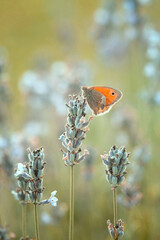 Motyl Strzępotek Ruczajnik na kwiatach białej lawendy