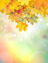 Autumn leaves on the fall blurred background .