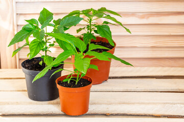 Decorative pepper growing up in pots