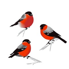  Bullfinches, a set of three birds with red breasts and black wings on a white background. 