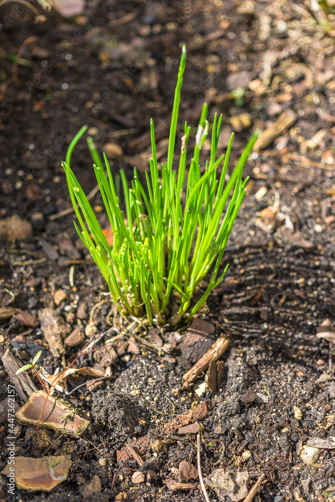 Poster vertical shot of growing plants in soil under the sunlight