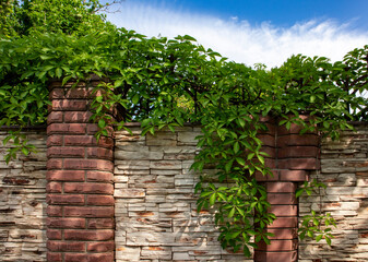 Brick wall and green ivy
