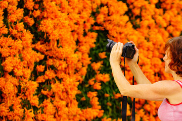 Woman take photo from orange flowers