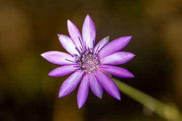 Fototapeta premium Bright purple flower of Immortelle or Annual Everlasting. It's plant from Southern Europe , Western Asia. Xeranthemum annuum is classification name