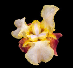Fototapeta na wymiar Beautiful iris isolated on black background
