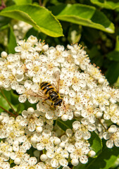 Flowers of viburnum and wasp on it