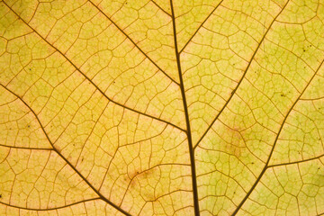 Naklejka na ściany i meble Orange-green fallen leaf with veins close-up. Autumn leaf texture