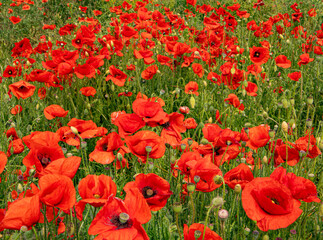 Obraz premium Beautiful field of red poppies