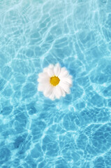 Fototapeta na wymiar Top view White flower daisy floating on surface of water, shadow on the blue background.