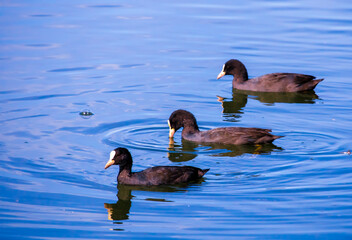 country goose branta canadensis