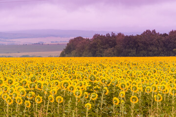 Yellow field with sunflowers and clouds.