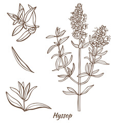 Hyssop Plant and Leaves in Hand Drawn Style