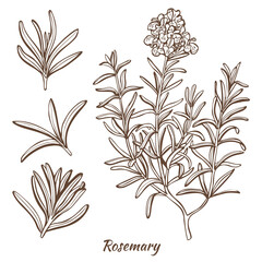 Rosemary Plant and Leaves in Hand Drawn Style