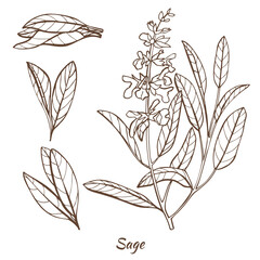 Sage Plant and Leaves in Hand Drawn Style