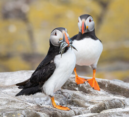 Fototapeta premium Puffins on the ground on Inner Farne Lsland in the Farne Islands, Northumberland, England