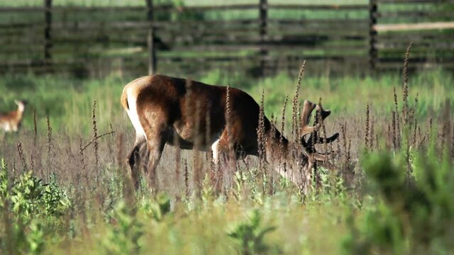 A small herd of deer with beautiful horns grazing in the meadow, and then goes away. High quality FullHD footage.