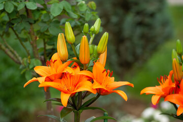 orange Lily at the cottage in the garden