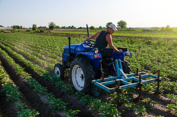 A farmer on a tractor cultivates a potato plantation. Young potatoes bushes Agroindustry and...