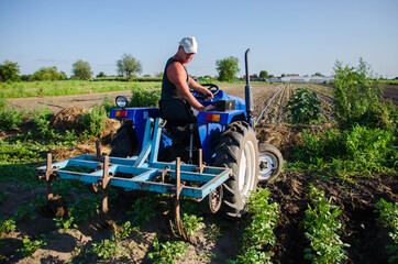 A farmer on a tractor with a plow works in the field. Young potatoes bushes Agroindustry and...